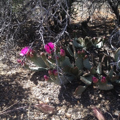 Opuntia basilaris brachyclada