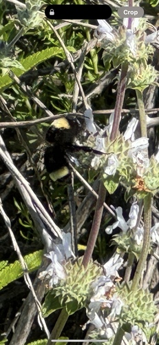 iNaturalist observation photo of California Bumble Bee