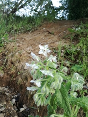 Borago officinalis