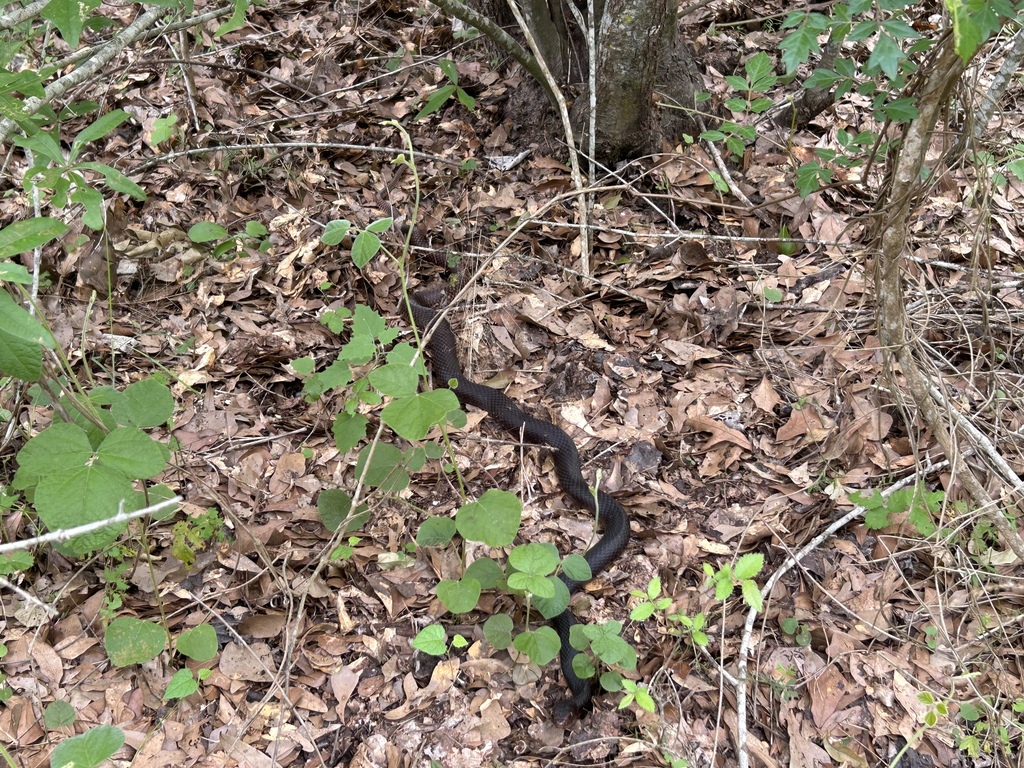 Coachwhip from Lick Creek Park, College Station, TX, US on April 17 ...