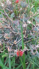 Malephora crocea