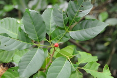 Allophylus timoriensis