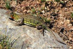 Spot-Tailed Earless Lizard photo 4