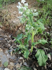 Borago officinalis