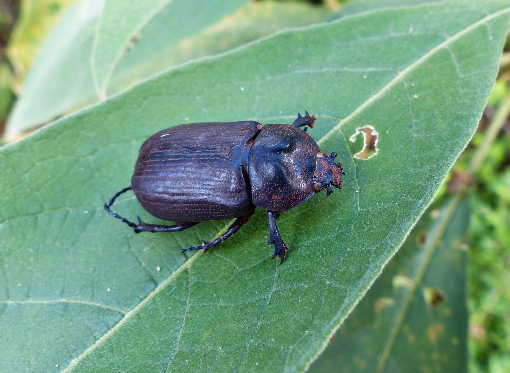 Coelosis inermis