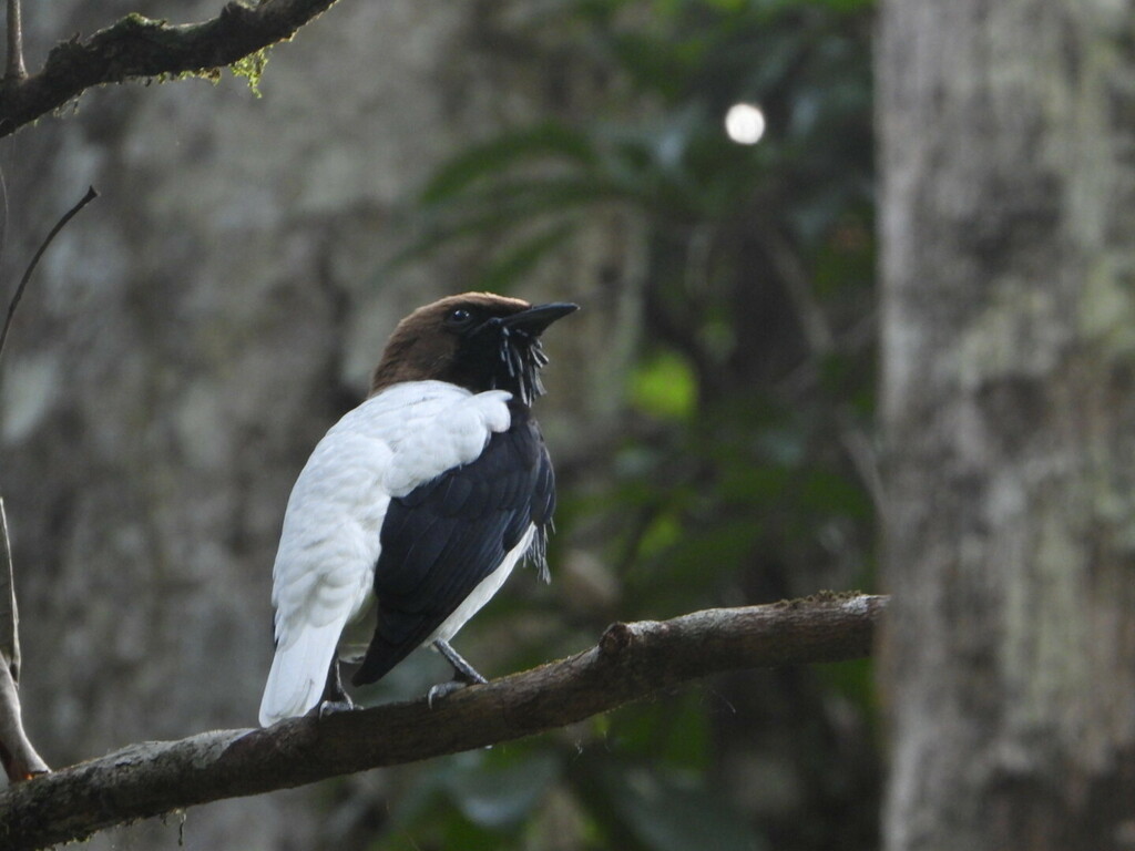 Bearded Bellbird