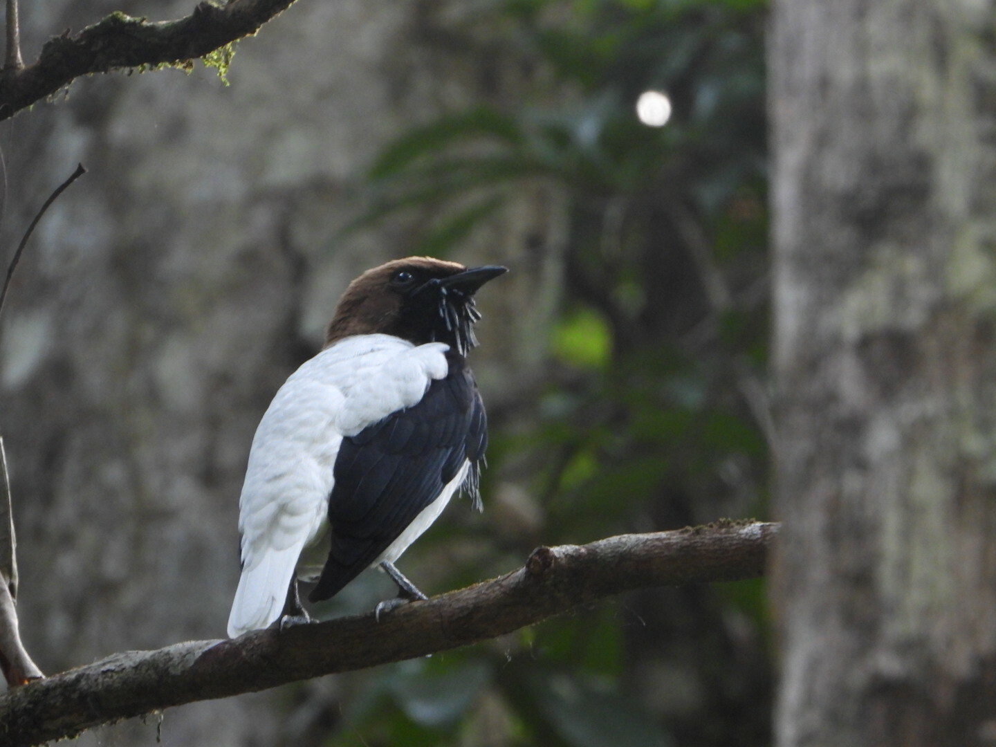 Bearded Bellbird (Procnias averano), photo 3