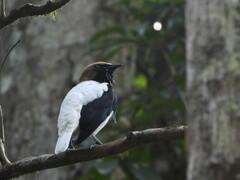 Bearded Bellbird photo 2