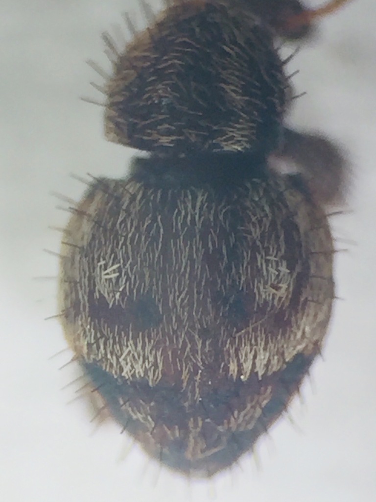 Etheophanus