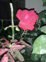 Rosa