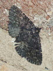 Metalectra tantillus