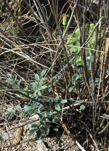 Image of Indigofera lindheimeriana by (c) Annika Lindqvist, some rights reserved (CC BY)