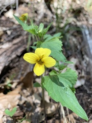 Viola lobata integrifolia