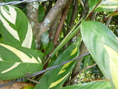 Stromanthe stromanthoides