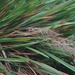 Garnotia exaristata - Photo 由 Wim Rubers 所上傳的 (c) Wim Rubers，保留部份權利CC BY-NC