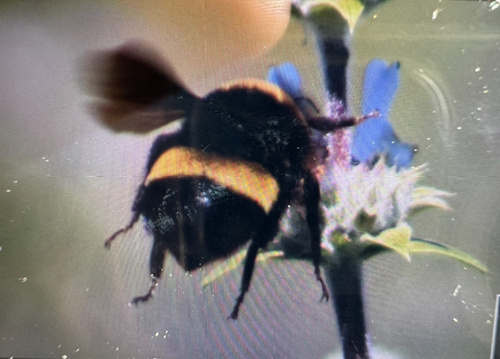 iNaturalist observation photo of Crotch's Bumble Bee