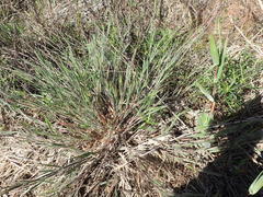 Dichanthelium aciculare