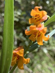 Viola lobata integrifolia