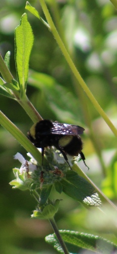iNaturalist observation photo of Crotch's Bumble Bee