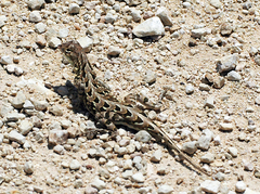 Spot-Tailed Earless Lizard photo 2