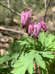 Viola lobata integrifolia