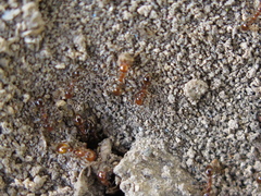 Formicidae