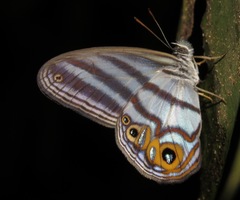 Chloreuptychia herseis