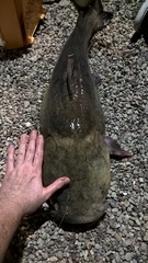 Pylodictis olivaris
