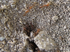 Formicidae
