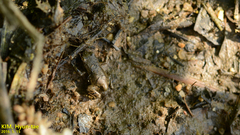 Bufo sachalinensis
