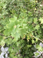 Ribes aureum
