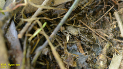 Bufo sachalinensis