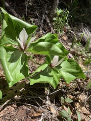 Viola lobata integrifolia