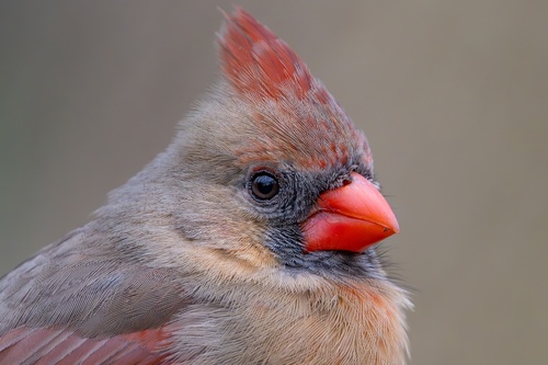Northern Cardinal photographed in New York