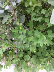 Ribes aureum