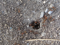 Formicidae