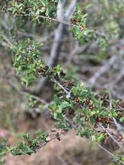 Rhamnus pilosa