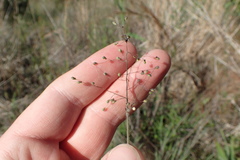 Dichanthelium aciculare
