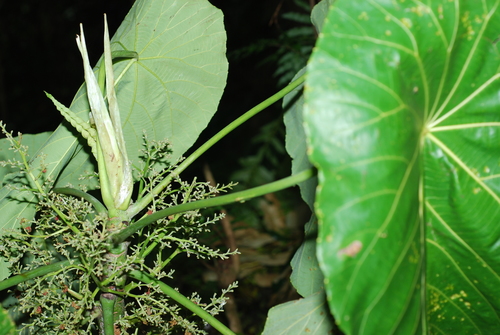 Macaranga stipulosa
