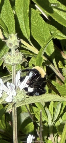 iNaturalist observation photo of California Bumble Bee