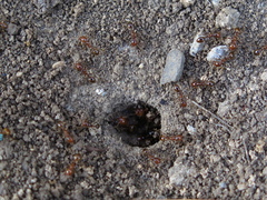 Formicidae