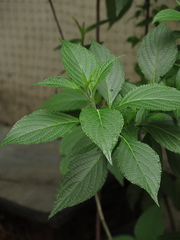 Salvia rufula