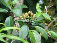 Astronidium pickeringii