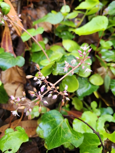 Crassula multicava observed 2024-04-16
