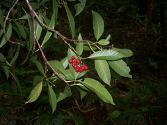 Psychotria insularum
