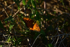 Dione vanillae maculosa