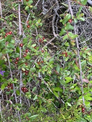 Rhamnus pilosa