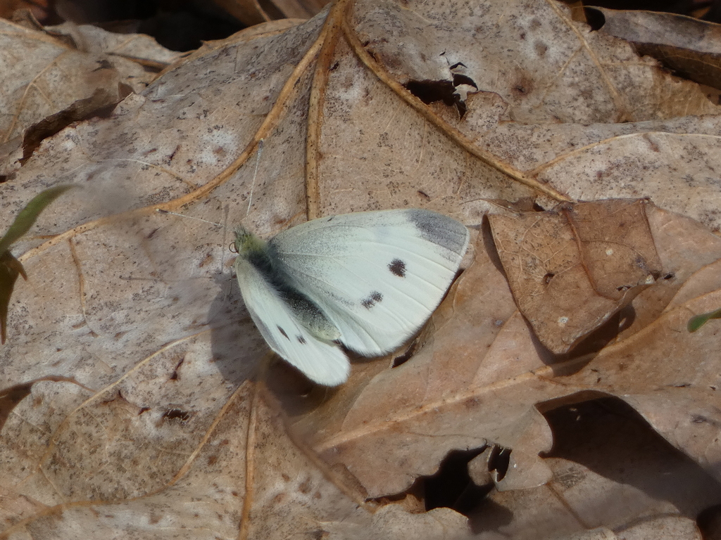 Small White from Johnsonburg Swamp Preserve - The Nature Conservancy ...