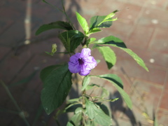 Ruellia nudiflora