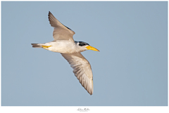 Large-Billed Tern photo 2